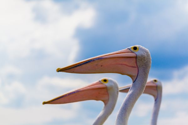 mer,ciel,oiseau,la nature,Trois,drôle