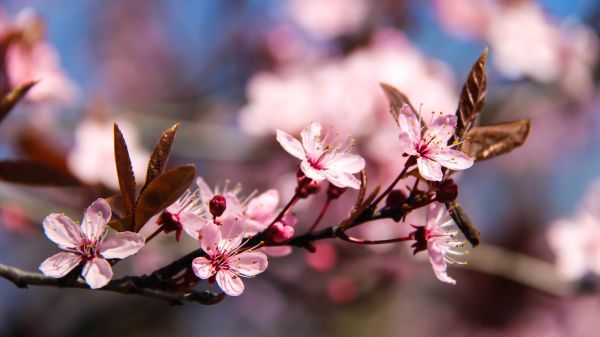 roze,bloem,rosa,blomma,kersenbloesem,k RSB rsblom