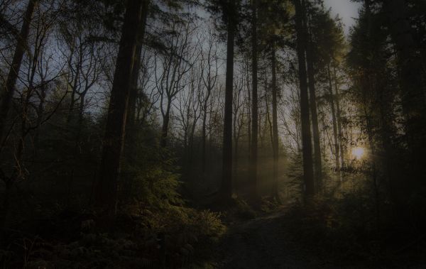 slunečnímu záření,krajina,západ slunce,Příroda,nebe,les