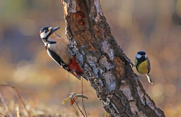 animaux, la nature, branche, des oiseaux, faune, le bec