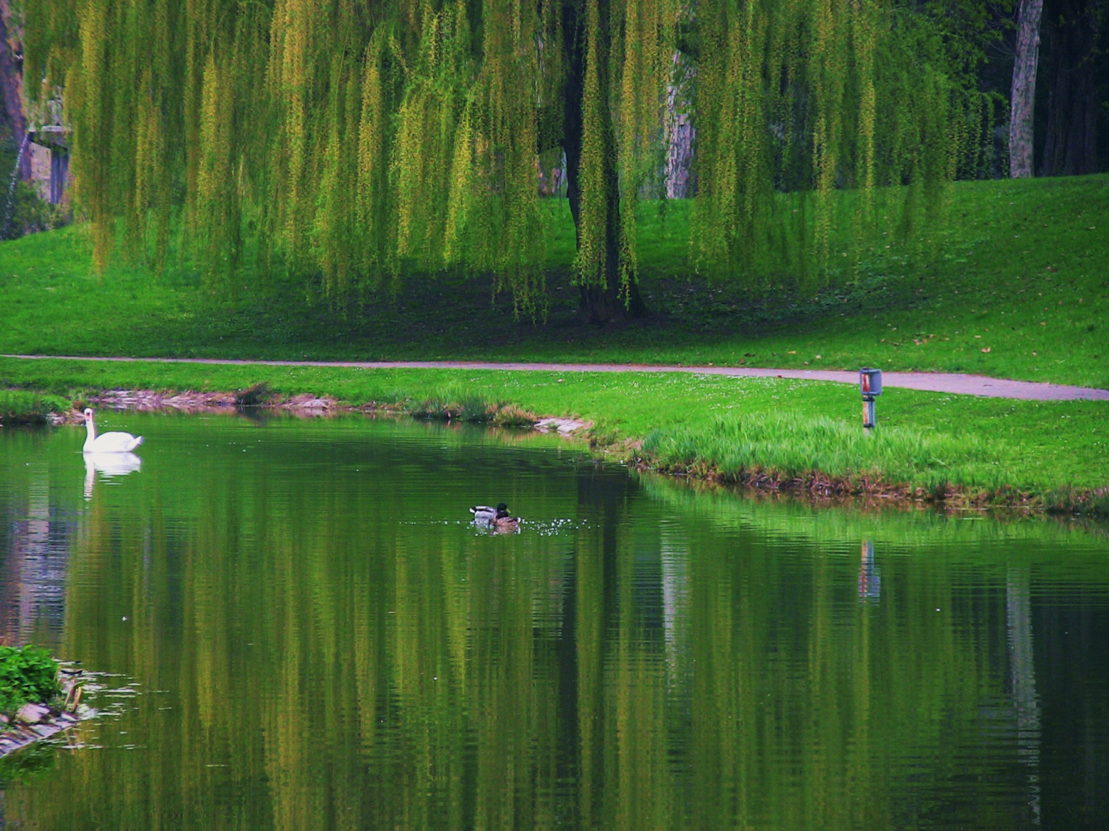 pysäköidä, parque, Puut, heijastus, puu, luonto, puutarha, maisema, lago, peili, nähdä, Stuttgart, Natur, Jardin, mietteet, b ume, garten, Baum, Schlosspark, reflektion, riflesso, Trauerweiden, concordians, landscapesdreams, worldtrekker, naturaleze, mbpictures, BAW RTT