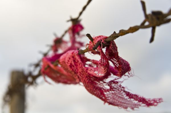 sârmă ghimpată, zăpadă, iarnă, macro, roșu, fotografie