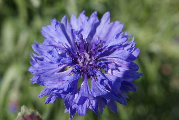 cornflower,bunga,Cerah,musim panas,merapatkan