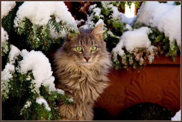 Katze, Schnee, Winter, katzenartig, Kitty, Weihnachten