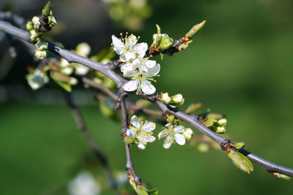 blomster, natur, tulipaner, regn, mat, gren