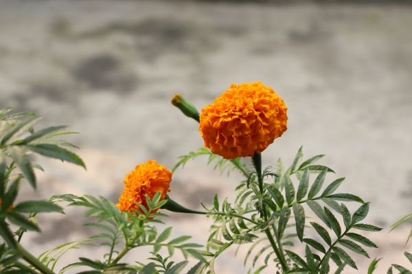 花,工場,花弁,草本植物,開花植物,タベット