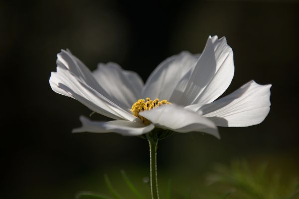 blomst,natur,blomma,Canon,Sverige,udforske