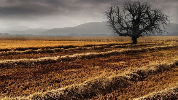 δέντρα,λόφους,φύση,πεδίο