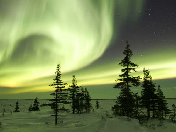 himmel,trær,landskap,natt,natur,gress