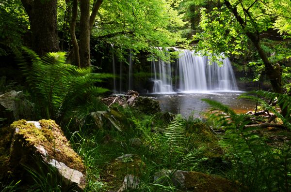 2048x1356 px,beacons,brecon,England,fern,forest