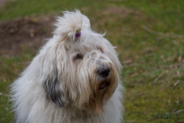 หมา,สิริ,West Highland White Terrier,hund,sk ralid,s der sen