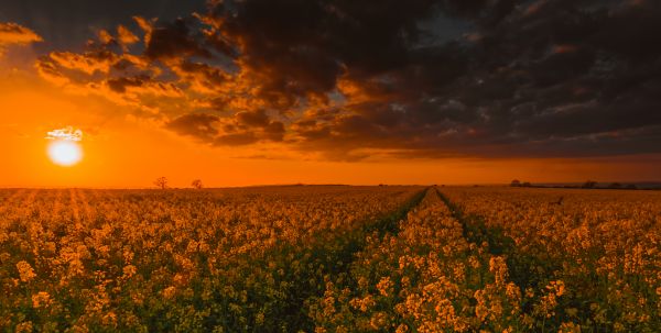 цветок, Warwickshire, Золотой час, пешеходная дорожка, Восхитительный, пейзаж