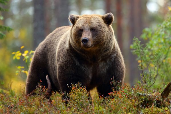 anlegg,brunbjørn,økoregion,Kodiak bear,hode,øye