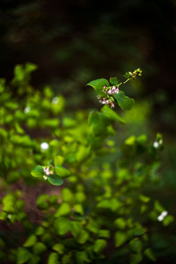 растение,цветок,воды,terrestrial plant,Ветка,Трава