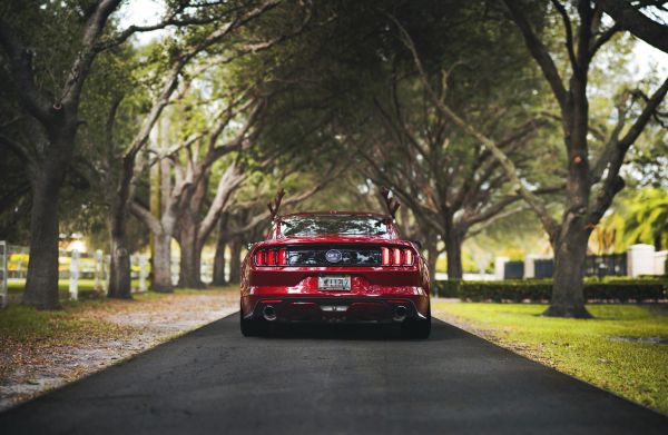 ฟอร์ด Mustang Shelby,Mustang GT500,2048x1335 px,ฟอร์ด,รถกล้ามเนื้อ,ธรรมชาติ