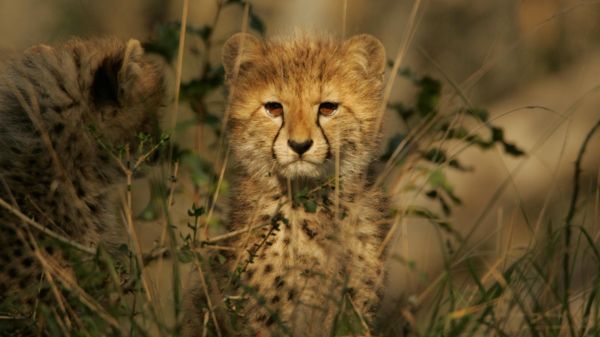 動物,野生動物,赤ちゃん,ライオン,ウィスカー,チーター