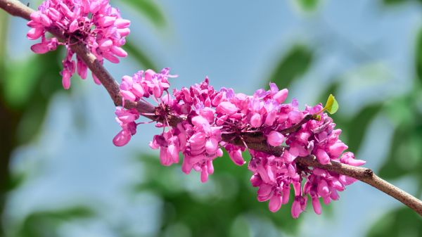 Flores,Primavera