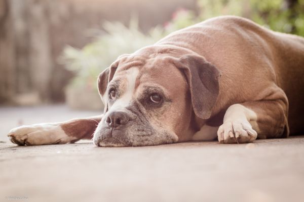 animaux,chien,chiot,Puggle,boxeur,1920x1280 px