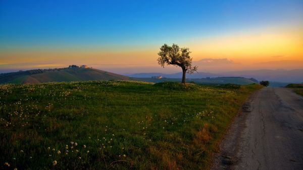 luz de sol, Árboles, paisaje, montañas, puesta de sol, Flores