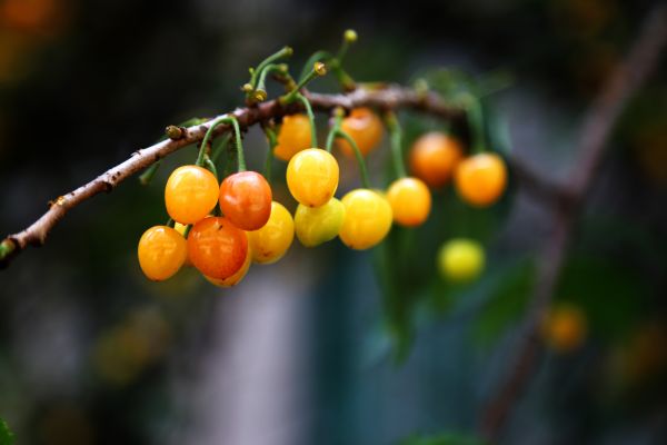 verde,Plantas,Primavera