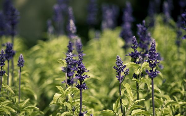 Flores,naturaleza,césped,campo,lavanda,hierba