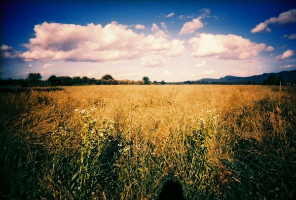 sollys,landskap,gress,himmel,felt,kveld