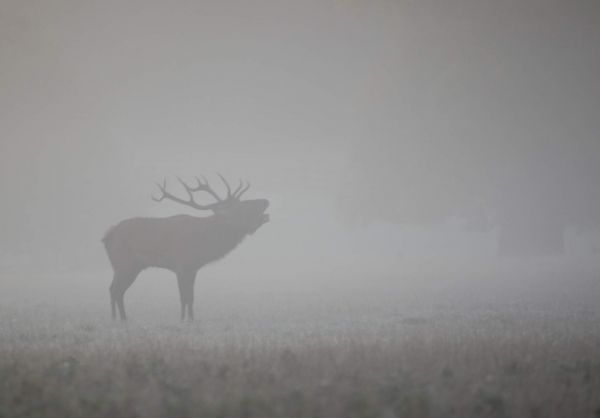 deer, animals, fog, weather, atmospheric phenomenon