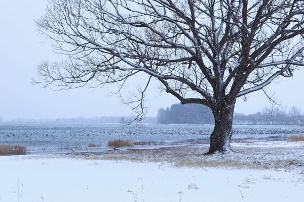 snö,träd