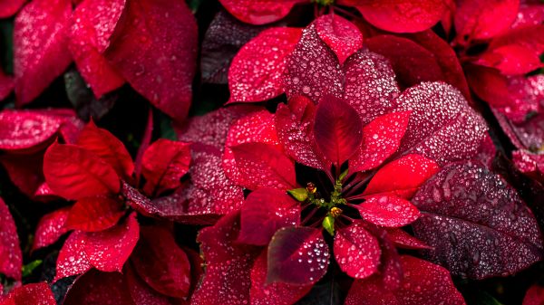 Roter hintergrund,rot