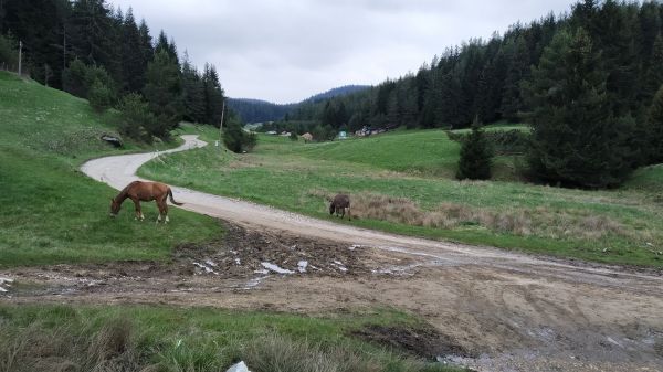 verde,bosque,Animales