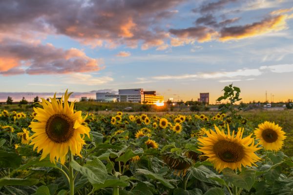 field,yellow,flower,sunset,sky,cloud