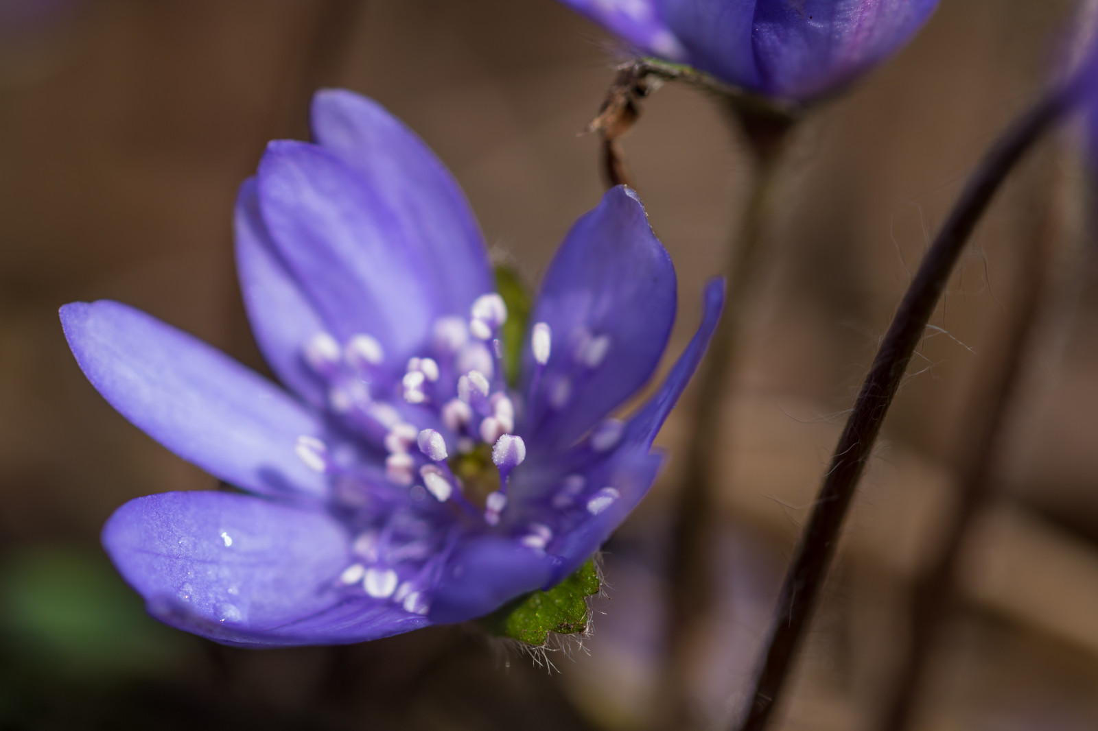 fotografia, fioletowy, niebieski, kwitnąć, wiosna, krokus, kwiat, roślina, flora, Blomma, Lund, Botaniskatr dg rden, V r, ogród Botaniczny, płatek, Wątroba, Blueanemone, Blippa, dziki kwiat, Roślina lądowa, Roślina kwitnienia, ścieśniać, Fotografia makro