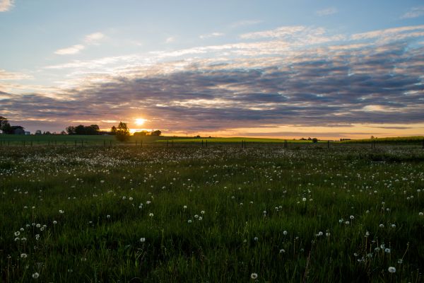 slnečnému žiareniu,krajina,západ slnka,tráva,neba,lúka