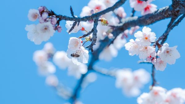 Flores,natureza,Flor de cerejeira,Abelhas,inseto,Animais