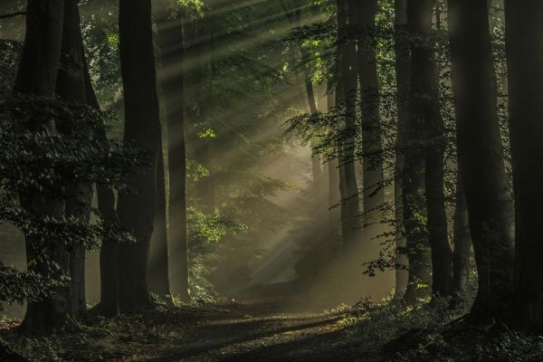 sunlight, trees, forest, dark, nature, landscape