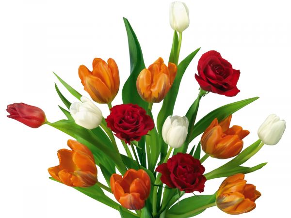 rød,blomst,hvid,tulipaner,orange,plante