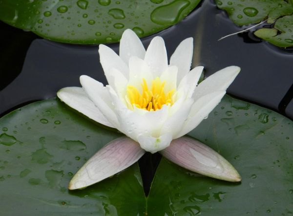 水,液滴,荷花,池塘,青菜