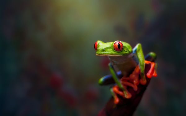 hewan,merah,hijau,katak,amfibi,Red Eyed Pohon Frogs