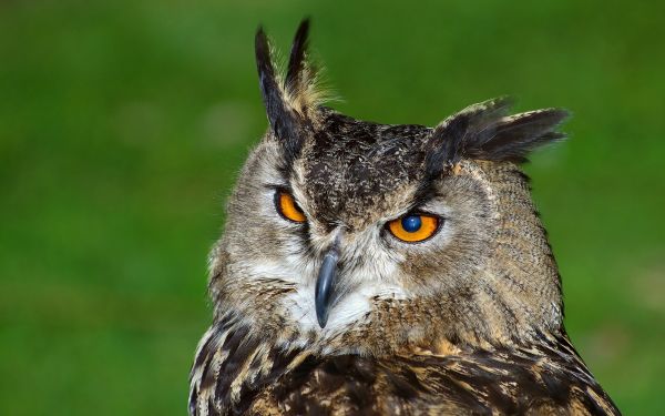 uccelli, natura, uccello rapace, gufo, becco, uccello