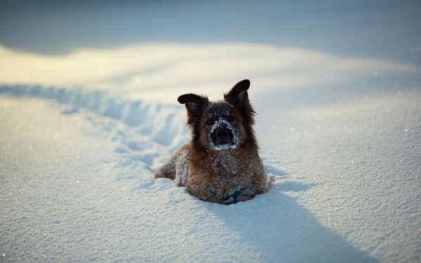 Schnee,Winter,blau,Hund,Wetter,Jahreszeit