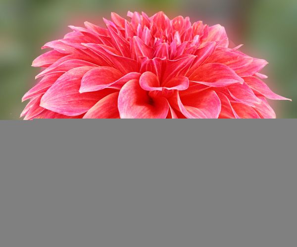 lyserød,dahlia,Indien,blomst,makro,natur