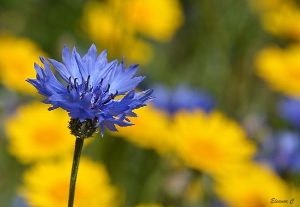 azul,flor,amarillo,florecimiento de maíz,Londres,Hydepark