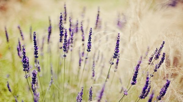 skärpedjup, natur, gräs, fält, lavendel-, lila blommor