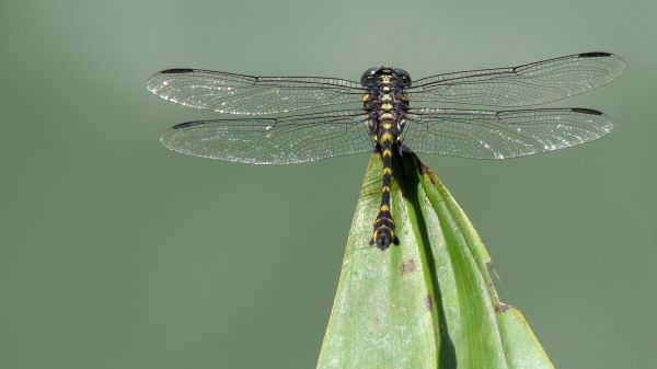 gress,fotografering,insekt,grønn,dragonfly,vinger