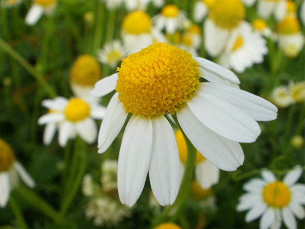 blomst,makro,fleur,blomstre,ri,te