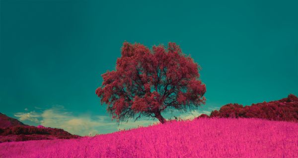 flor,planta,cielo,Ecorregión,verde,Colorfulness