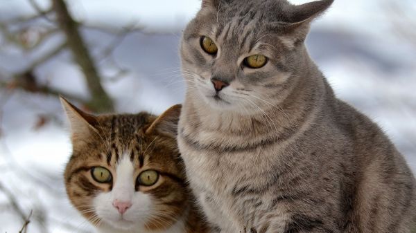 Hayvanlar,kedi,burun,Bıyık,yaban kedisi,fauna