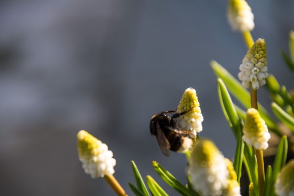 Natura, fotografia, owad, żółty, gałąź, Zielony