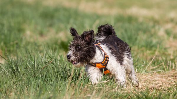 Gras,Hund,Schnauzer,Säugetier,Hund,Wirbeltier