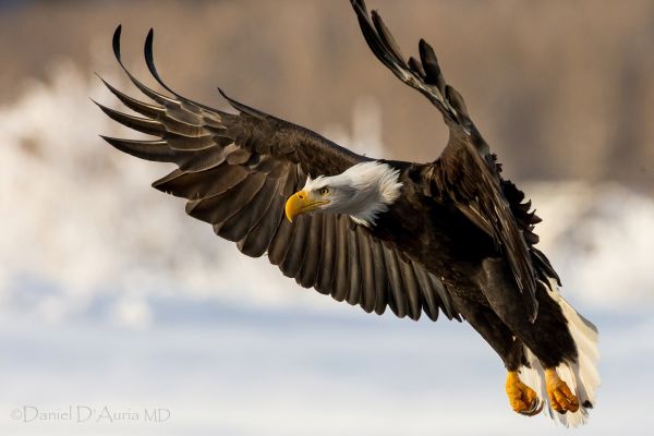 vinger,dyreliv,rovfugl,Ørn,nebb,bald eagle